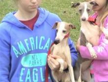 Italian Greyhound puppies