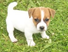 Jack Russell puppies.