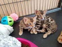 Male And Female Bengal kittens