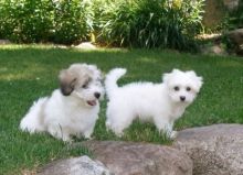 male and female Coton De Tulear puppies.