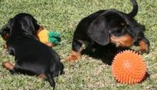 Male n Female Dachshund Puppies