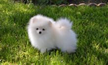 Pomeranian puppies