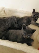 Russian Blue Kittens