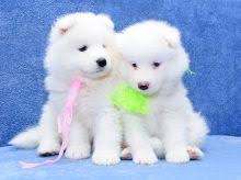 Samoyed puppies