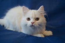 Scottish fold kittens