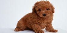 Toy Poodle puppies