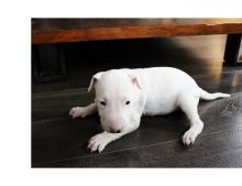 two adorable Bull terrier puppies