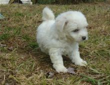 Two Bichon Frise puppies