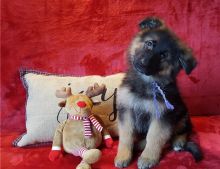 Two German Shepherd puppies available