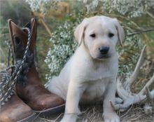 Two Labrador Retriever puppies