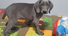 Weimaraner puppies