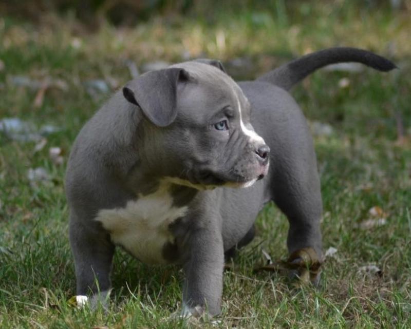 American Pitt Bull Terrier Puppies Available. Image eClassifieds4u