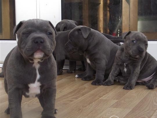 American Staffordshire Terrier puppies Image eClassifieds4u