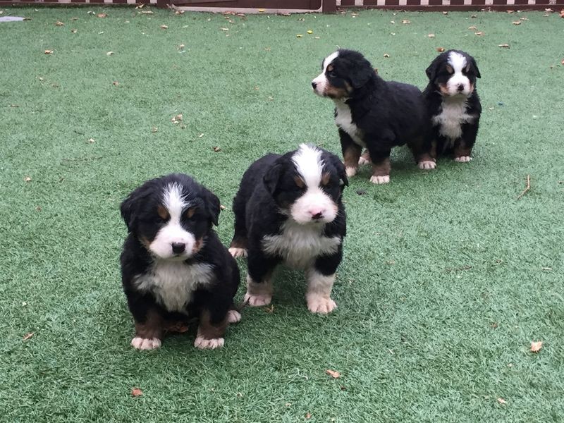 Beautiful Bernese Mountain Dog Puppies - Image eClassifieds4u