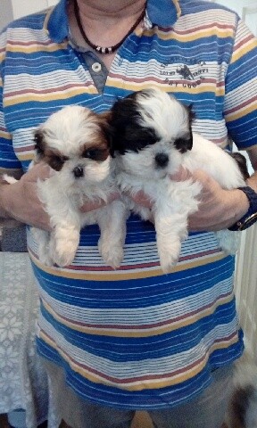 Beautiful Little Tri-Colored Shih Tzu Puppies Image eClassifieds4u