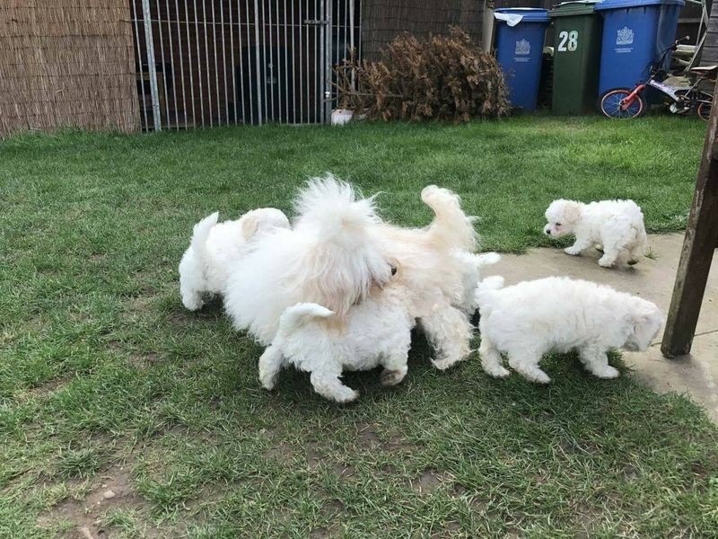 Bichon Frise puppies Image eClassifieds4u