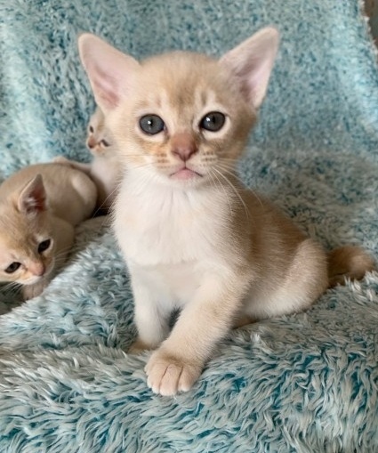 Burmese Kittens. Image eClassifieds4u