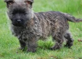 Cairn Terrier puppies Image eClassifieds4u