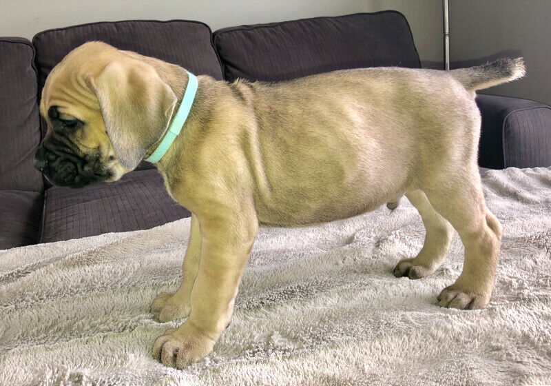 Cane Corso puppies. Image eClassifieds4u