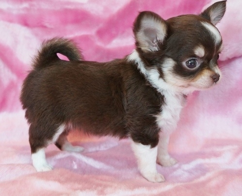 Chihuahua puppies Image eClassifieds4u