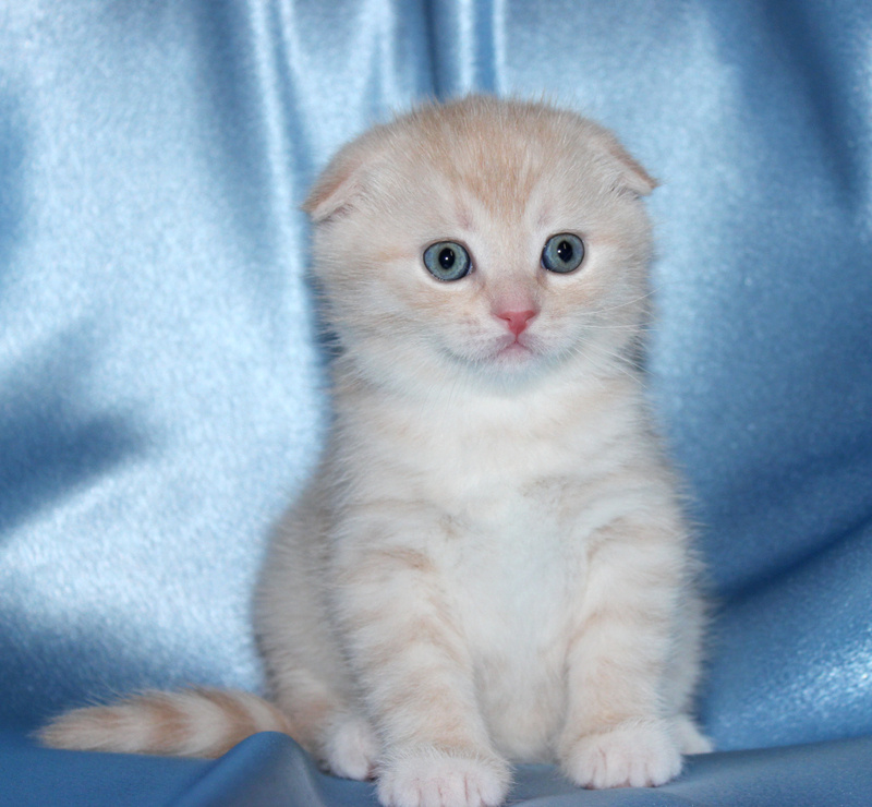 Cream British Short Haired kittens Image eClassifieds4u