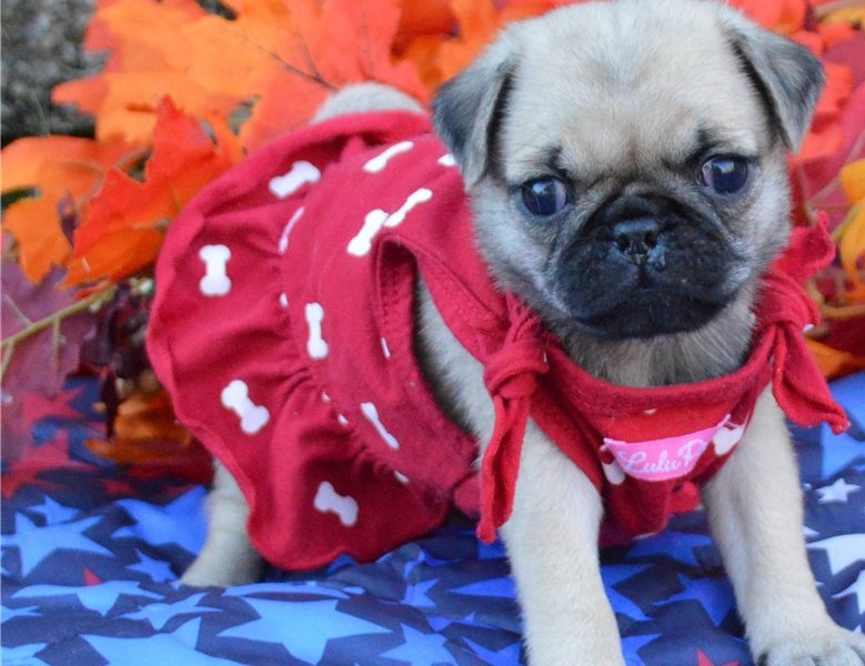 Cute Pug puppies Image eClassifieds4u