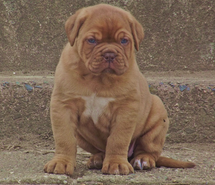 Dogue De Bordeaux puppies Image eClassifieds4u