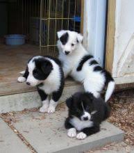 Family raised Border Collie puppies now looking for a friendly home Image eClassifieds4u