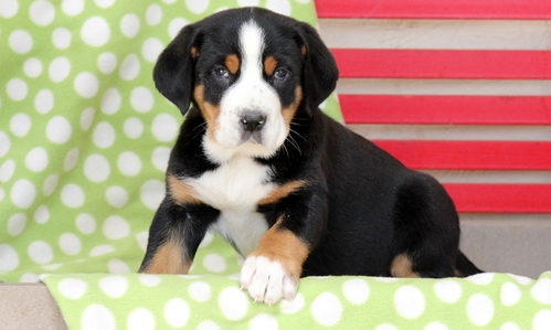 Greater Swiss Mountain Dog puppies Image eClassifieds4u