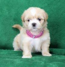 Home Raised Lhasa Apso puppies. Image eClassifieds4u