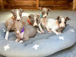Italian Greyhound puppies Image eClassifieds4u