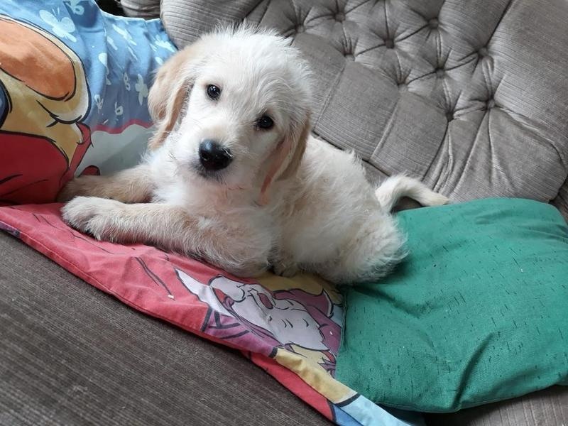 Labradoodle pups ready to be rehoming Image eClassifieds4u