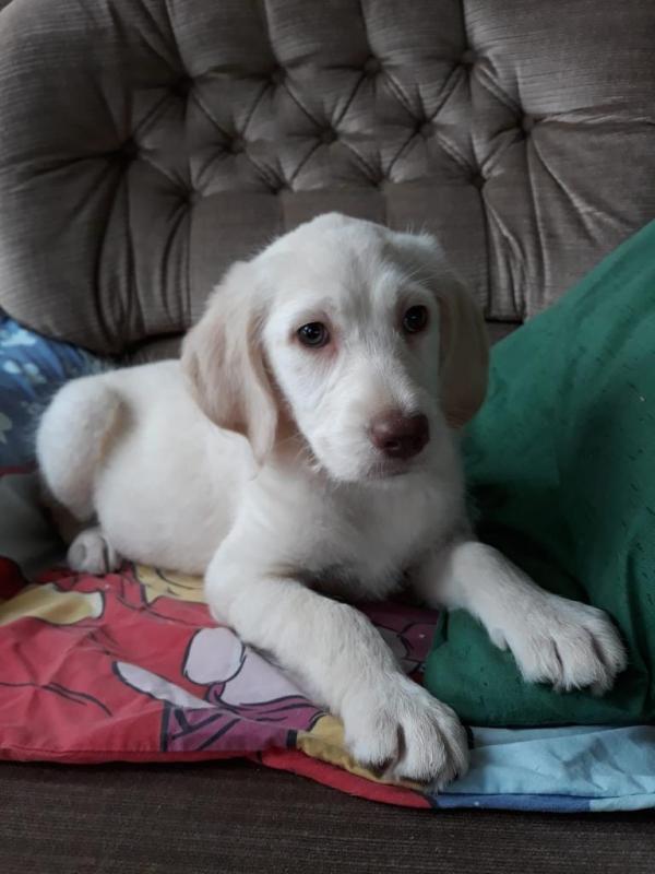 Labradoodle pups ready to be rehoming Image eClassifieds4u