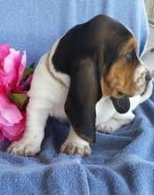 Affectionate Male and female Basset Hound Puppies For Adoption Image eClassifieds4u 1