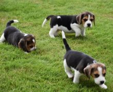 Beagle Puppies Image eClassifieds4u 2