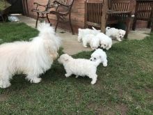 Bichon Frise puppies Image eClassifieds4u 1