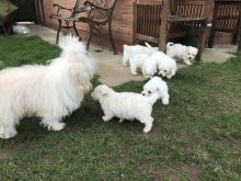Bichon Frise puppies Image eClassifieds4u 3