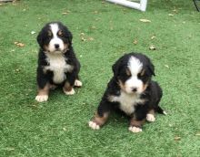 Charming Bernese Mountain Dog puppie Image eClassifieds4u 2