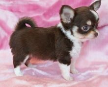 Chihuahua puppies Image eClassifieds4u 3