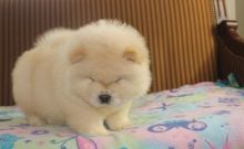 Chow Chow Puppies Image eClassifieds4u 3