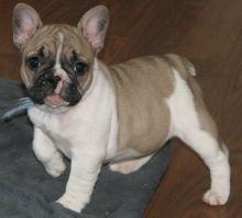 French Bulldog puppies Image eClassifieds4u 1