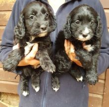 Ready Now Beautiful Springerpoo Pedigree Puppie Image eClassifieds4u 1