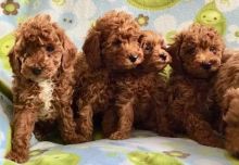 Toy Poodle puppies Image eClassifieds4u 2