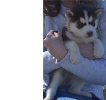 Two Siberian husky puppies Image eClassifieds4U