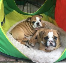 We have adorable English Bulldog male and female dogs, Image eClassifieds4U