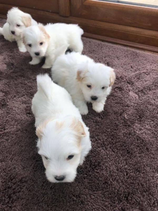 male and female Coton De Tulear puppies. Image eClassifieds4u