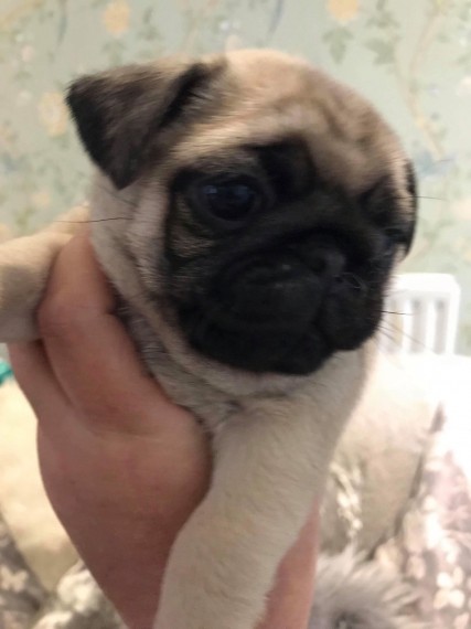 Socialized Pug Puppies Image eClassifieds4u