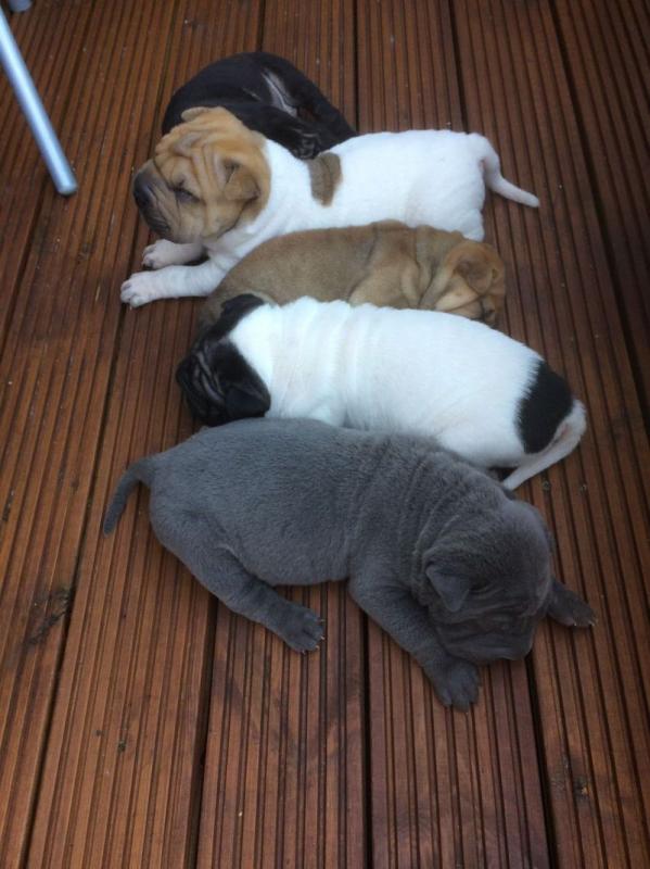 Super Adorable chinese shar pei Pups For Sale Image eClassifieds4u
