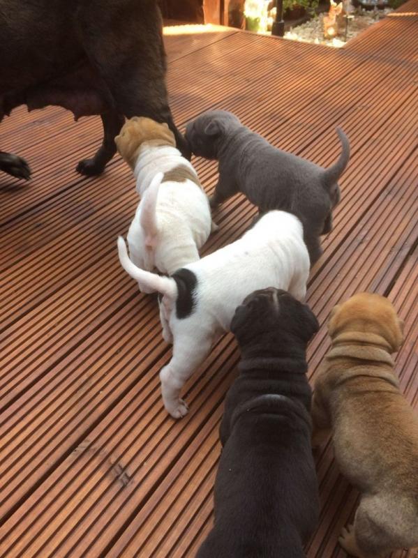 Super Adorable chinese shar pei Pups For Sale Image eClassifieds4u