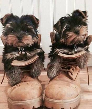 Yorkie Puppies Image eClassifieds4u